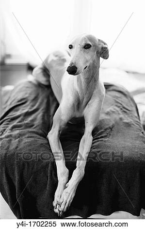 Rescued spanish greyhound happy in his new home View Large Photo Image Stock Photography - Rescued spanish greyhound happy in his new home. Fotosearch