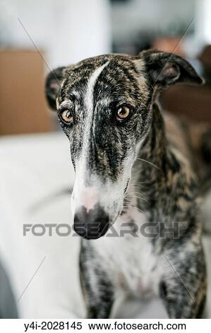 Rescued spanish greyhound happy in his new forever home. Every year, at the end of the hunting season, 50, 000 spanish greyhounds are abused in Spain. View Large Photo Image Stock Photography - Rescued spanish greyhound happy in his new forever home. Every year, at the end of the hunting season, 50, 000 spanish greyhounds are abused in Spain.. Fotosearch