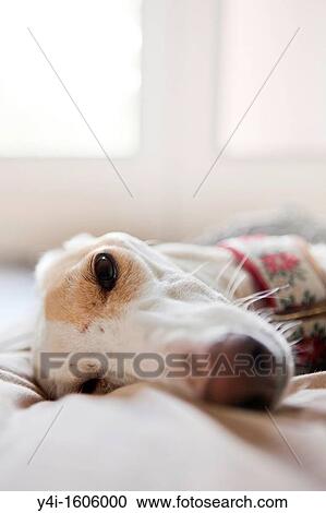 Stock Image - Rescued Spanish Greyhound. Fotosearch