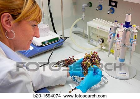Research examining the grapes during ripening View Large Photo Image Picture - Research examining the grapes during ripening. Fotosearch