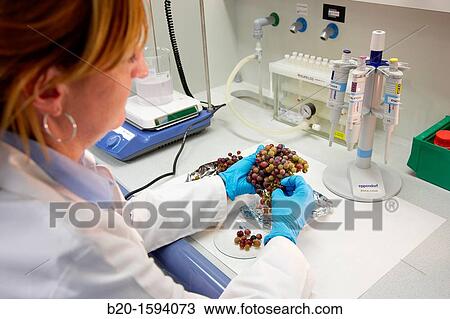 Research examining the grapes during ripening View Large Photo Image Stock Image - Research examining the grapes during ripening. Fotosearch