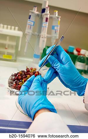 Stock Photograph - Research examining the grapes during ripening. Fotosearch