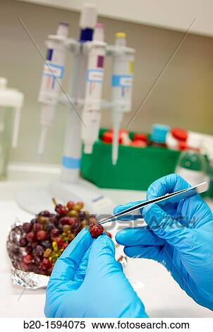 Stock Photography - Research examining the grapes during ripening. Fotosearch