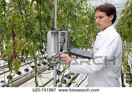 Researcher activating temperature and moisture probes, soiless culture of tomatoes on cocoa fiber growing medium, greenhouses, Neiker Tecnalia, Instituto de Investigaci? n y Desarrollo Agrario, Derio, Bizkaia, Euskadi View Large Photo Image Stock Photo - Researcher activating temperature and moisture probes, soiless culture of tomatoes on cocoa fiber growing medium, greenhouses, Neiker Tecnalia, Instituto de Investigaci? n y Desarrollo Agrario, Derio, Bizkaia, Euskadi. Fotosearch