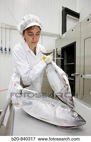 Researcher applying CAS (Cells Alive System) freezing technology to food, frozen albacore, tuna fish, pilot plant, AZTI-Tecnalia, Technology Centre for Marine and Food Research, Derio, Biscay, Basque Country, Spain View Large Photo Image Stock Photo - Researcher applying CAS (Cells Alive System) freezing technology to food, frozen albacore, tuna fish, pilot plant, AZTI-Tecnalia, Technology Centre for Marine and Food Research, Derio, Biscay, Basque Country, Spain. Fotosearch