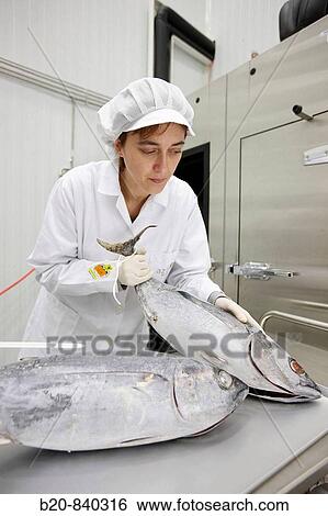 Stock Photograph - Researcher applying CAS (Cells Alive System) freezing technology to food, frozen albacore, tuna fish, pilot plant, AZTI-Tecnalia, Technology Centre for Marine and Food Research, Derio, Biscay, Basque Country, Spain. Fotosearch