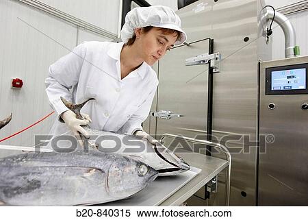 Researcher applying CAS (Cells Alive System) freezing technology to food, frozen albacore, tuna fish, pilot plant, AZTI-Tecnalia, Technology Centre for Marine and Food Research, Derio, Biscay, Basque Country, Spain View Large Photo Image Stock Photography - Researcher applying CAS (Cells Alive System) freezing technology to food, frozen albacore, tuna fish, pilot plant, AZTI-Tecnalia, Technology Centre for Marine and Food Research, Derio, Biscay, Basque Country, Spain. Fotosearch