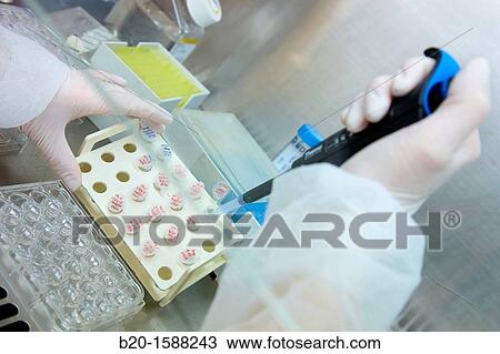 Stock Image - Researcher changing the media to a cell line seeded onto 96 well plates inside a laminar flow hood. Fotosearch