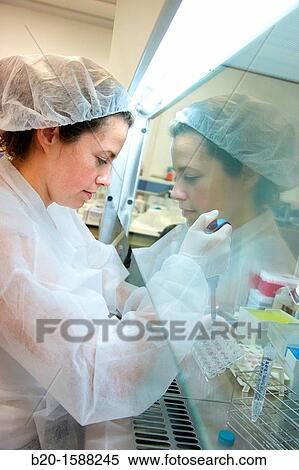 Stock Photography - Researcher changing the media to a cell line seeded onto 96 well plates inside a laminar flow hood. Fotosearch