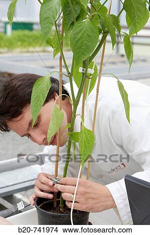 Researcher installing fruit growth sensors, pepper culture, greenhouses, Neiker-Tecnalia, Institute for Agricultural Research and Development, Derio, Biscay, Basque Country, Spain View Large Photo Image Picture - Researcher installing fruit growth sensors, pepper culture, greenhouses, Neiker-Tecnalia, Institute for Agricultural Research and Development, Derio, Biscay, Basque Country, Spain. Fotosearch