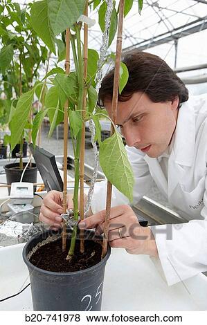 Researcher installing fruit growth sensors, pepper culture, greenhouses, Neiker-Tecnalia, Institute for Agricultural Research and Development, Derio, Biscay, Basque Country, Spain View Large Photo Image Stock Photo - Researcher installing fruit growth sensors, pepper culture, greenhouses, Neiker-Tecnalia, Institute for Agricultural Research and Development, Derio, Biscay, Basque Country, Spain. Fotosearch