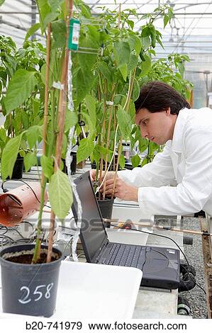 Researcher installing fruit growth sensors, pepper culture, greenhouses, Neiker-Tecnalia, Institute for Agricultural Research and Development, Derio, Biscay, Basque Country, Spain View Large Photo Image Stock Photo - Researcher installing fruit growth sensors, pepper culture, greenhouses, Neiker-Tecnalia, Institute for Agricultural Research and Development, Derio, Biscay, Basque Country, Spain. Fotosearch