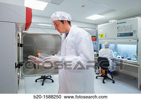 Researcher is taking out a cell culture flask of the incubator, Cell Culture Laboratory, Unit of Health Technology, Tecnalia Research & Innovation, Miramon Technology Park, San Sebastian, Donostia, Gipuzkoa, Basque Country, Spain View Large Photo Image Stock Image - Researcher is taking out a cell culture flask of the incubator, Cell Culture Laboratory, Unit of Health Technology, Tecnalia Research & Innovation, Miramon Technology Park, San Sebastian, Donostia, Gipuzkoa, Basque Country, Spain. Fotosearch