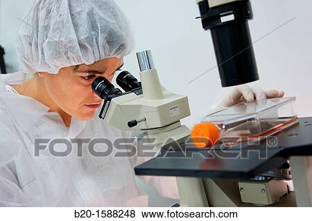Researcher looking through an inverted microscope how a cell line looks like, Cell Culture Laboratory, Unit of Health Technology, Tecnalia Research & Innovation, Miramon Technology Park, San Sebastian, Donostia, Gipuzkoa, Basque Country, Spain View Large Photo Image Stock Photo - Researcher looking through an inverted microscope how a cell line looks like, Cell Culture Laboratory, Unit of Health Technology, Tecnalia Research & Innovation, Miramon Technology Park, San Sebastian, Donostia, Gipuzkoa, Basque Country, Spain. Fotosearch