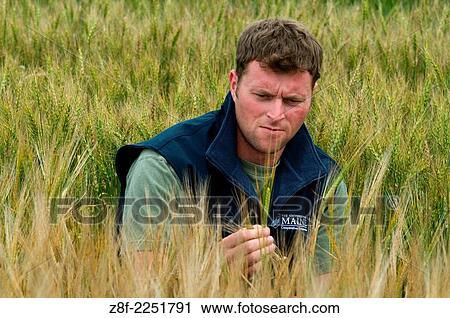Researcher performing small grain test plots in Maine. View Large Photo Image Stock Image - Researcher performing small grain test plots in Maine.. Fotosearch