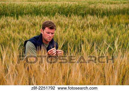 Researcher performing small grain test plots in Maine. View Large Photo Image Stock Image - Researcher performing small grain test plots in Maine.. Fotosearch
