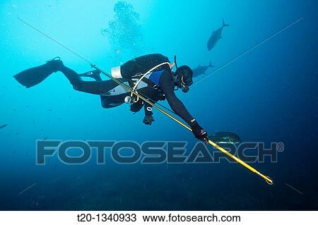 Researcher takes samples of Bull Shark Skin, Beqa Lagoon, Viti Levu, Fiji View Large Photo Image Stock Image - Researcher takes samples of Bull Shark Skin, Beqa Lagoon, Viti Levu, Fiji. Fotosearch