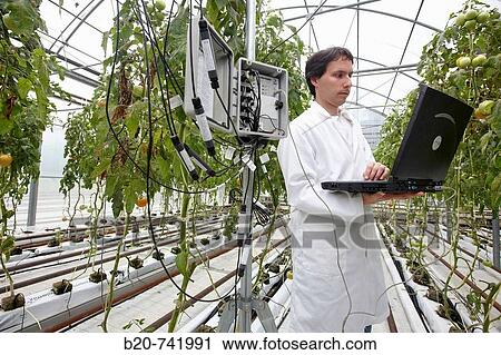 Researcher unloading temperature and moisture data from climatic station, soiless culture of tomatoes on cocoa fiber growing medium, greenhouses, Neiker Tecnalia, Instituto de Investigaci? n y Desarrollo Agrario, Derio, Bizkaia, Euskadi View Large Photo Image Stock Image - Researcher unloading temperature and moisture data from climatic station, soiless culture of tomatoes on cocoa fiber growing medium, greenhouses, Neiker Tecnalia, Instituto de Investigaci? n y Desarrollo Agrario, Derio, Bizkaia, Euskadi. Fotosearch