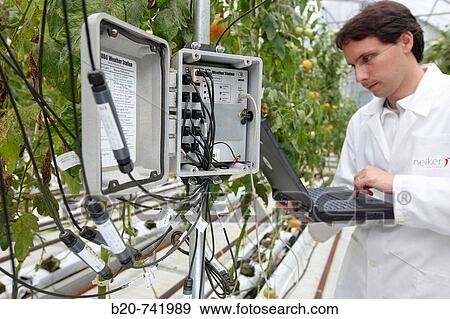 Researcher unloading temperature and moisture data from climatic station, soiless culture of tomatoes on cocoa fiber growing medium, greenhouses, Neiker Tecnalia, Instituto de Investigaci? n y Desarrollo Agrario, Derio, Bizkaia, Euskadi View Large Photo Image Stock Photo - Researcher unloading temperature and moisture data from climatic station, soiless culture of tomatoes on cocoa fiber growing medium, greenhouses, Neiker Tecnalia, Instituto de Investigaci? n y Desarrollo Agrario, Derio, Bizkaia, Euskadi. Fotosearch
