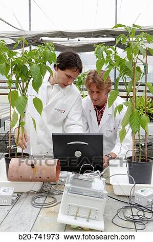 Researchers installing fruit growth sensors, pepper culture, greenhouses, Neiker-Tecnalia, Institute for Agricultural Research and Development, Derio, Biscay, Basque Country, Spain View Large Photo Image Stock Image - Researchers installing fruit growth sensors, pepper culture, greenhouses, Neiker-Tecnalia, Institute for Agricultural Research and Development, Derio, Biscay, Basque Country, Spain. Fotosearch