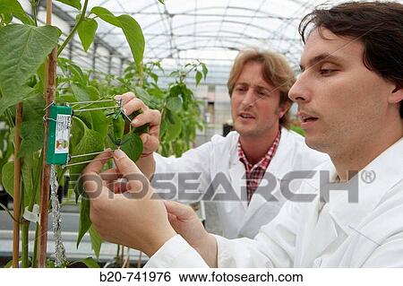 Researchers installing fruit growth sensors, pepper culture, greenhouses, Neiker-Tecnalia, Institute for Agricultural Research and Development, Derio, Biscay, Basque Country, Spain View Large Photo Image Stock Photograph - Researchers installing fruit growth sensors, pepper culture, greenhouses, Neiker-Tecnalia, Institute for Agricultural Research and Development, Derio, Biscay, Basque Country, Spain. Fotosearch