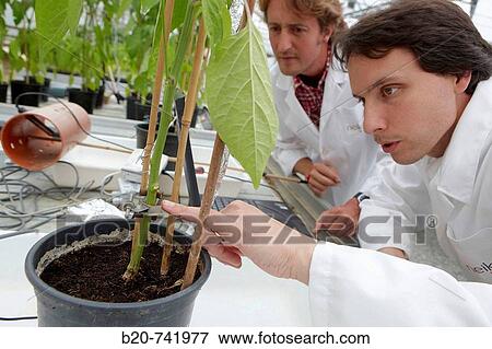 Researchers installing rruit growth sensors, pepper culture, greenhouses, Neiker-Tecnalia, Institute for Agricultural Research and Development, Derio, Biscay, Basque Country, Spain View Large Photo Image Stock Photo - Researchers installing rruit growth sensors, pepper culture, greenhouses, Neiker-Tecnalia, Institute for Agricultural Research and Development, Derio, Biscay, Basque Country, Spain. Fotosearch