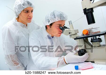 Researchers looking through an inverted microscope how a cell line looks like, Cell Culture Laboratory, Unit of Health Technology, Tecnalia Research & Innovation, Miramon Technology Park, San Sebastian, Donostia, Gipuzkoa, Basque Country, Spain View Large Photo Image Stock Photo - Researchers looking through an inverted microscope how a cell line looks like, Cell Culture Laboratory, Unit of Health Technology, Tecnalia Research & Innovation, Miramon Technology Park, San Sebastian, Donostia, Gipuzkoa, Basque Country, Spain. Fotosearch