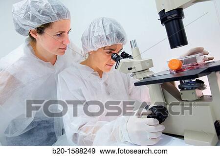 Researchers looking through an inverted microscope how a cell line looks like, Cell Culture Laboratory, Unit of Health Technology, Tecnalia Research & Innovation, Miramon Technology Park, San Sebastian, Donostia, Gipuzkoa, Basque Country, Spain View Large Photo Image Stock Photo - Researchers looking through an inverted microscope how a cell line looks like, Cell Culture Laboratory, Unit of Health Technology, Tecnalia Research & Innovation, Miramon Technology Park, San Sebastian, Donostia, Gipuzkoa, Basque Country, Spain. Fotosearch