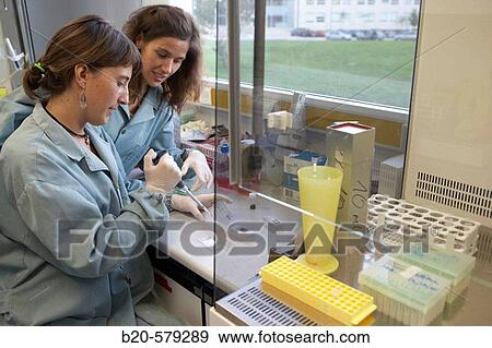 Stock Photo - Researchers working in cell cultures. Laboratory, Fundaci? n Inbiomed, Genetrix Group. Center for research in stem cells and regenerative medicine. Donostia, San Sebastian, Euskadi. Spain.. Fotosearch
