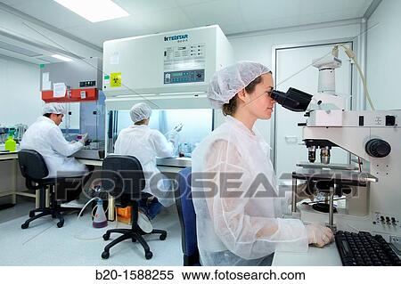 Stock Photography - Researchers working in the cell culture room and observing the morphology of the cells through fluorescence microscope, Cell Culture Laboratory. Fotosearch