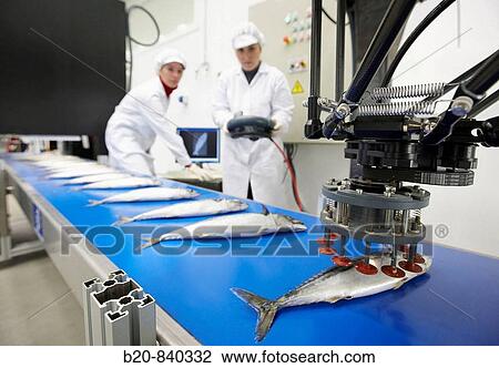 Stock Image - Researchers working on food classification robot, mackerel, pilot plant, AZTI-Tecnalia, Technology Centre for Marine and Food Research, Derio, Biscay, Basque Country, Spain. Fotosearch