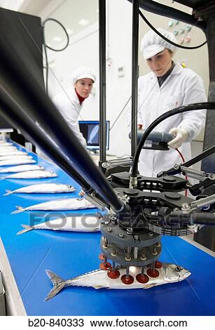 Researchers working on food classification robot, mackerel, pilot plant, AZTI-Tecnalia, Technology Centre for Marine and Food Research, Derio, Biscay, Basque Country, Spain View Large Photo Image Stock Image - Researchers working on food classification robot, mackerel, pilot plant, AZTI-Tecnalia, Technology Centre for Marine and Food Research, Derio, Biscay, Basque Country, Spain. Fotosearch