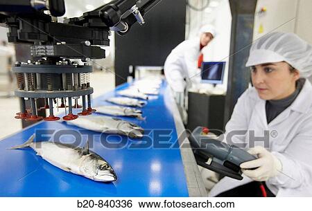 Researchers working on food classification robot, mackerel, pilot plant, AZTI-Tecnalia, Technology Centre for Marine and Food Research, Derio, Biscay, Basque Country, Spain View Large Photo Image Stock Photograph - Researchers working on food classification robot, mackerel, pilot plant, AZTI-Tecnalia, Technology Centre for Marine and Food Research, Derio, Biscay, Basque Country, Spain. Fotosearch