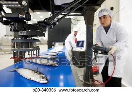 Researchers working on food classification robot, mackerel, pilot plant, AZTI-Tecnalia, Technology Centre for Marine and Food Research, Derio, Biscay, Basque Country, Spain View Large Photo Image Stock Photography - Researchers working on food classification robot, mackerel, pilot plant, AZTI-Tecnalia, Technology Centre for Marine and Food Research, Derio, Biscay, Basque Country, Spain. Fotosearch