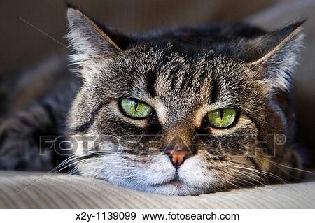 Resting cat View Large Photo Image Stock Photo - Resting cat. Fotosearch