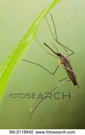 Stock Image - Resting female of the European autochtonous mosquito species Anopheles plumbeus.. Fotosearch
