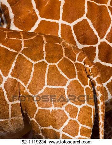 Picture - Reticulated Giraffe (Giraffa camelopardalis reticulata), Kenya. Fotosearch