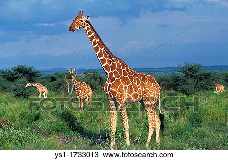 Reticulated Giraffe, giraffa camelopardalis reticulata, Group standing in Bush, Samburu Park in Kenya View Large Photo Image Stock Image - Reticulated Giraffe, giraffa camelopardalis reticulata, Group standing in Bush, Samburu Park in Kenya. Fotosearch
