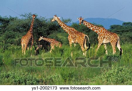 Reticulated Giraffe, giraffa camelopardalis reticulata, Herd in Savannah, Samburu Park in Kenya. View Large Photo Image Stock Image - Reticulated Giraffe, giraffa camelopardalis reticulata, Herd in Savannah, Samburu Park in Kenya.. Fotosearch