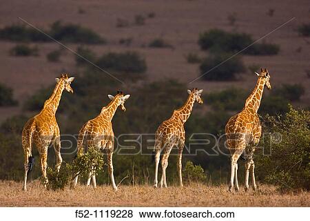 Reticulated Giraffe (Giraffa camelopardalis reticulata), Kenya View Large Photo Image Stock Photo - Reticulated Giraffe (Giraffa camelopardalis reticulata), Kenya. Fotosearch