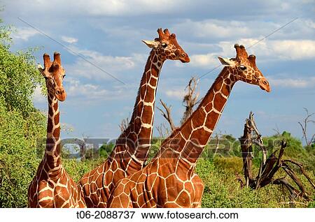 Reticulated giraffe (Giraffa camelopardalis reticulata) Samburu National Reserve, Kenya, Africa, October. View Large Photo Image Stock Photo - Reticulated giraffe (Giraffa camelopardalis reticulata) Samburu National Reserve, Kenya, Africa, October.. Fotosearch