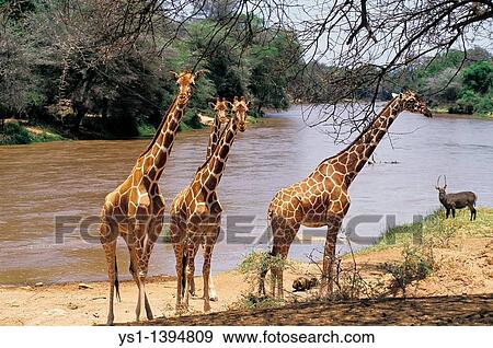Reticulated Giraffe, giraffa camelopardalis reticulata, Group standing near River, Samburu Park in Kenya View Large Photo Image Stock Photo - Reticulated Giraffe, giraffa camelopardalis reticulata, Group standing near River, Samburu Park in Kenya. Fotosearch