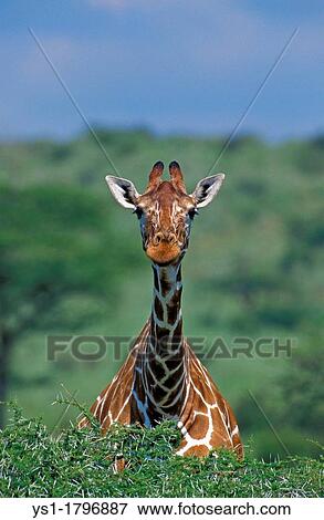 Reticulated Giraffe, giraffa camelopardalis reticulata, Samburu Park in Kenya View Large Photo Image Stock Photo - Reticulated Giraffe, giraffa camelopardalis reticulata, Samburu Park in Kenya. Fotosearch