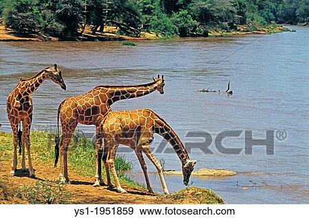 Reticulated Giraffe, giraffa camelopardalis reticulata, Group drinking at River, Samburu Park in Kenya. View Large Photo Image Stock Photo - Reticulated Giraffe, giraffa camelopardalis reticulata, Group drinking at River, Samburu Park in Kenya.. Fotosearch