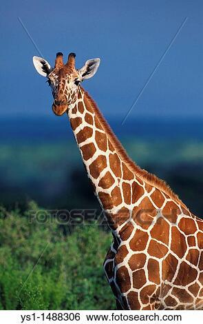 Stock Photograph - Reticulated Giraffe, giraffa camelopardalis reticulata, Portrait of Adult, Samburu Park in Kenya. Fotosearch