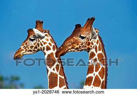 Stock Photograph - Reticulated Giraffe, giraffa camelopardalis reticulata, Samburu Park in Kenya.. Fotosearch
