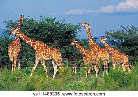 Reticulated Giraffe, giraffa camelopardalis reticulata, Group eating Acacia Tree, Samburu Park in Kenya View Large Photo Image Stock Photography - Reticulated Giraffe, giraffa camelopardalis reticulata, Group eating Acacia Tree, Samburu Park in Kenya. Fotosearch