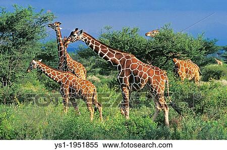 Reticulated Giraffe, giraffa camelopardalis reticulata, Herd in Savannah, Samburu Park in Kenya. View Large Photo Image Stock Photography - Reticulated Giraffe, giraffa camelopardalis reticulata, Herd in Savannah, Samburu Park in Kenya.. Fotosearch