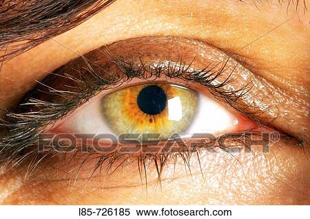 Stock Photography - Retina. Fotosearch