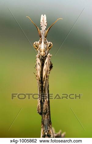 Stock Image - Retrato de una mantis palo, Portrait of a conehead mantis, Empusa pennata Pontevedra, España. Fotosearch